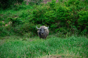 A buffalo eating grass in the field