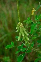 Crotalaria longirostrata plant background growing in the forest