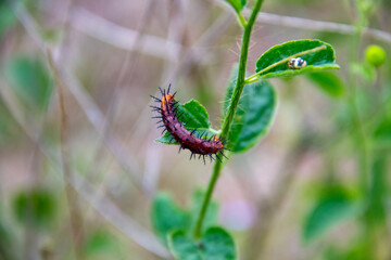 A dark brown caterpillar sitting on a grass stalk