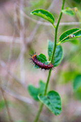 A dark brown caterpillar sitting on a grass stalk