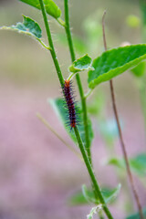 A dark brown caterpillar sitting on a grass stalk