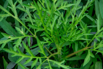 Fresh green cosmos leaf texture background