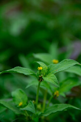 plant leaf texture close-up background