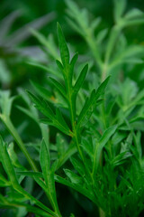 Fresh green cosmos leaf texture background