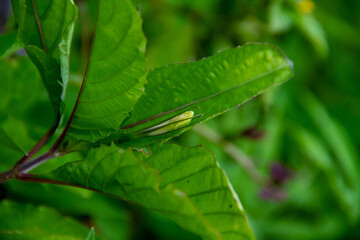 Close-up view of the texture of the ruellia tuberosa plant