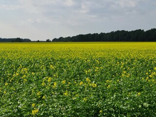 Obraz premium Senffeld