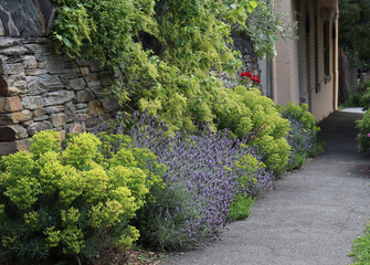 vines and colourful foliage covering a slate wall in a small country town in Australia