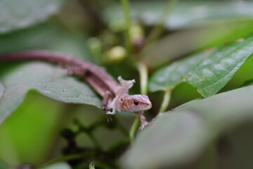 脱皮途中のトカゲ（埼玉県/10月）