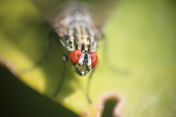 mouche