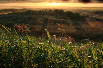 日の出の光と草原