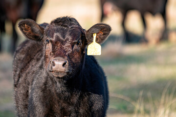 Black Angus calf - close up © jackienix