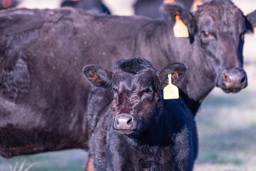 Black Angus calf in focus with mother in background out-of-focus