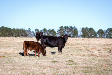 Angus cow and calf in winter pasture