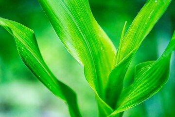 Close up of a young corn plant