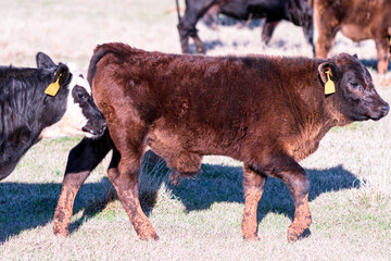 Calf with abdominal hernia