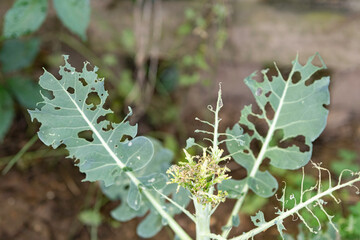 Insect damage to broccoli plant