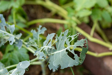 Insect damage to broccoli plant - holes in leaves