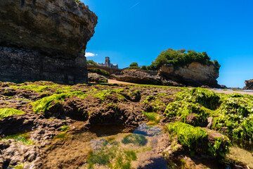 Green moss at low tide on the beach under the Basta Rock of Biarritz beach, Lapurdi. France
