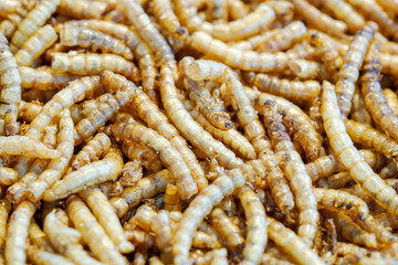 full frame of dried mealworms. Texture flour worms background. Worms pile for bird food. Animal...
