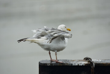 Obraz premium Cancale - toilette du goéland