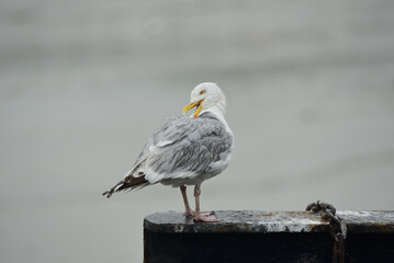 Cancale - toilette du goéland