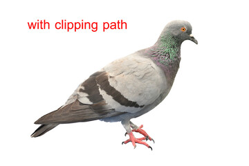Pigeon on colored background with clipping path