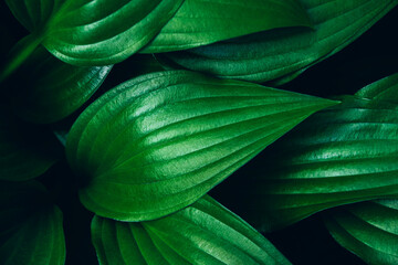 Top view of fresh green hosta leaves lush foliage background.