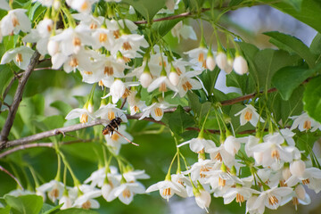 鈴なりのエゴノキの白い花の間をこれから蜜と花粉を集めるミツバチが飛ぶ
