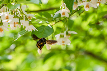 Fototapeta na wymiar 鈴なりのエゴノキの白い花のから蜜を集め飛ぶハチ