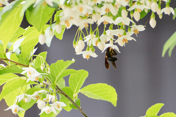 エゴノキの白い花にすがって蜜を吸うハチ