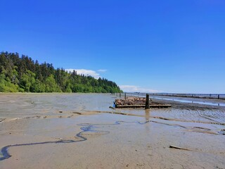 Weathered tree trunks at the beach