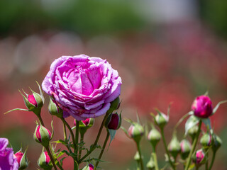 初夏の光と紫のバラの花々　与野公園　5月