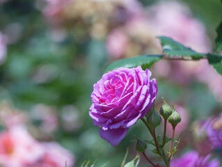 初夏の光と紫のバラの花々　与野公園　5月