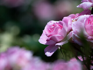 ピンク色の可憐なバラの花　与野公園　5月
