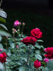 初夏の晴れ間の赤いバラ　与野公園　5月
