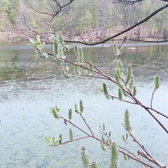spring in the park