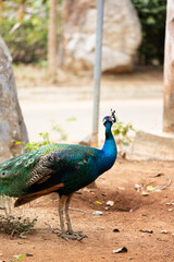 blue peacock close up