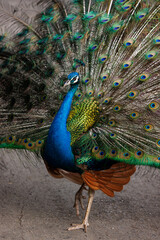 blue peacock close up