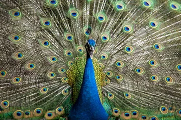Stof per meter blue peacock close up © JakkritOfficial