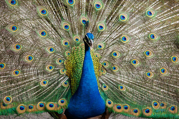 blue peacock close up