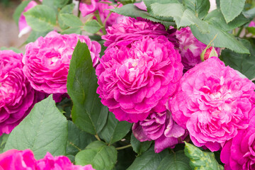 ピンクの薔薇（サンタ ローザ）　Santa Rosa