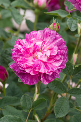 薔薇（ベル ドゥ クレシー）　Belle de Crecy