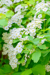 Blooming spring flowers. Lobularia maritima flowers Alyssum maritimum, Sweet Alyssum, Sweet Alison is a species of low-growing flowering plant.