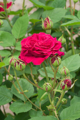 赤い薔薇（リバーズ ジョージ ４世）　Rivers'George Ⅳ