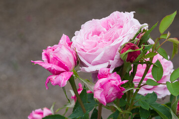 ピンクの薔薇（ヴィックス カプリス）　Vick's Caprice