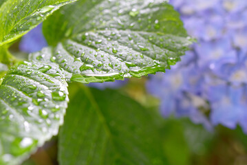 gouttes d'eau sur feuilles
