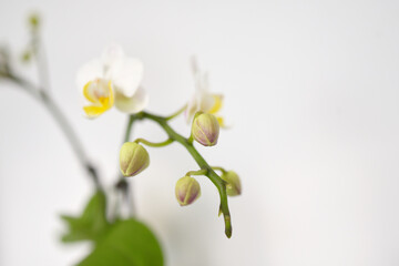 Fototapeta na wymiar orchidées