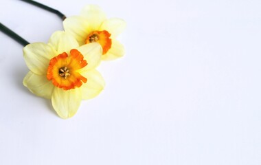 Yellow daffodils on a white background. A gentle spring composition. Background for a greeting card.