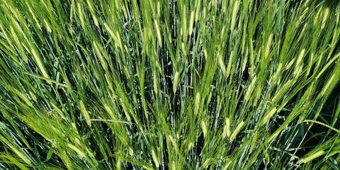 green grass background