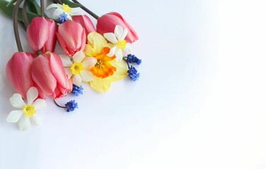 Bouquet of pink tulips and yellow daffodils on a white background. A gentle spring composition. Background for a greeting card.